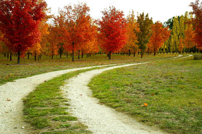 Footpath amidst trees during autumn