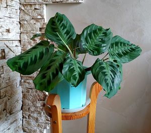 Close-up of green leaves on wall