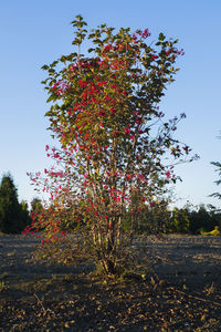 Red flowering tree against clear sky