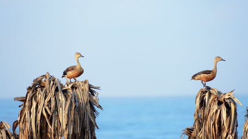 Lesser indian whistling duck a tree nesting wetland water bird sitting on dry leaves.