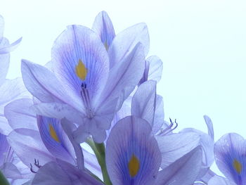 Close-up of purple crocus against white background