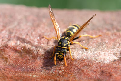 Close-up of insect