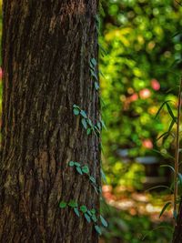 Close-up of tree trunk