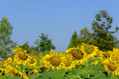 Close-up of yellow flowering plant against clear sky