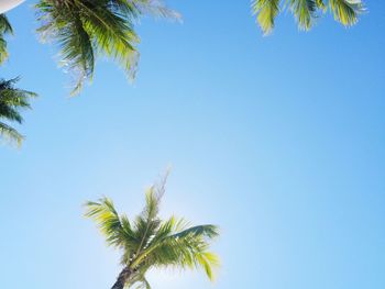 Low angle view of palm tree against clear blue sky