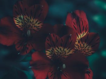 Close-up of red flowering plant