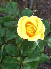 Close-up of yellow rose