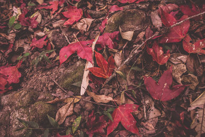 Close-up of dead leaves on rock