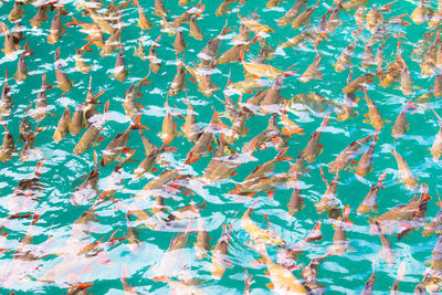 High angle view of fishes swimming in sea