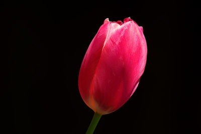 Close-up of pink flower over black background