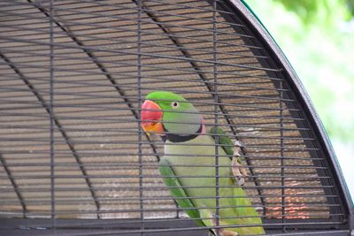 Close-up of parrot perching on metal