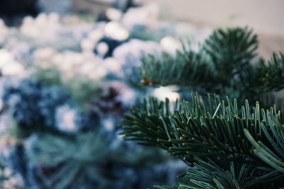 Close-up of pine tree