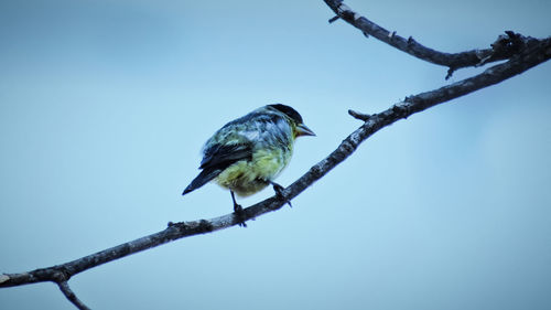 Low angle view of bird perching on branch against clear sky