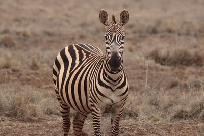 Zebra standing on field in kenia 