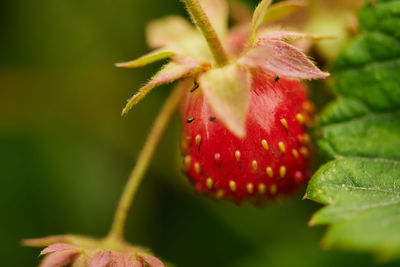 Close-up of strawberry growing on plant