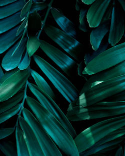 Closeup nature view of tropical leaf background, dark green wallpaper concept.