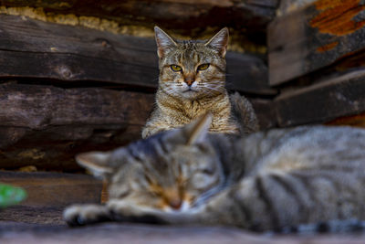 Portrait of a cat