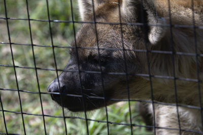 Close-up of animal seen through fence in zoo