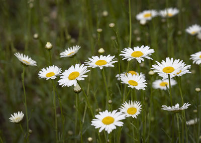 Close-up of white daisy flowers on field