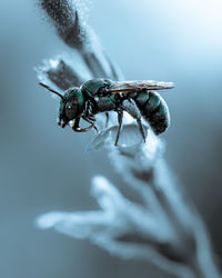 Close up image of colorful cuckoo wasp resting on a little flower