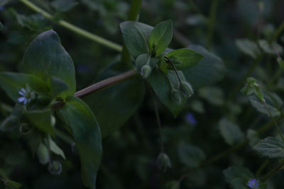 Close-up of flowering plant