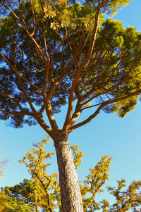 Low angle view of trees