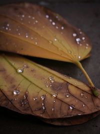Close-up of wet leaves on table
