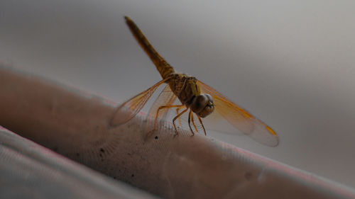 Close-up of insect on wall