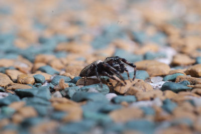 Close-up of spider on pebbles