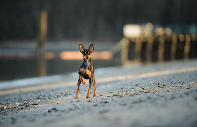 Close-up of dog on beach