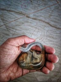 High angle view of person holding hand