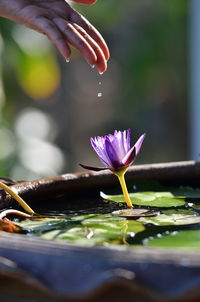 Close-up of lotus water lily