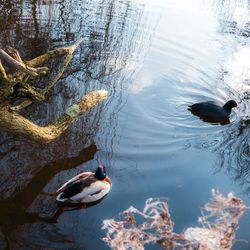 High angle view of ducks swimming in lake