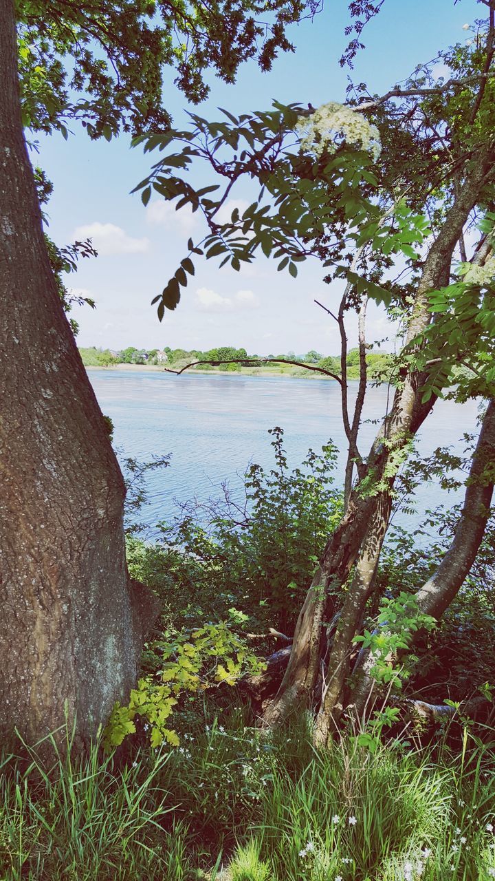 tree, nature, tranquility, water, tranquil scene, lake, day, no people, scenics, sky, outdoors, beauty in nature, plant, growth, landscape, branch, grass