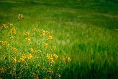 Close-up of yellow flowers blooming in field