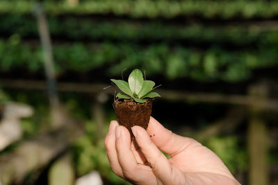 The small gardening trees that are popular in thailand and asia.