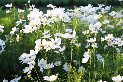 White flowers blooming in field