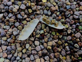 High angle view of stones