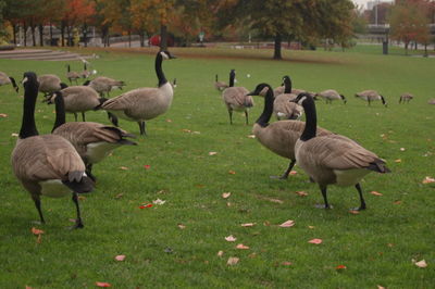 Birds on grassy field