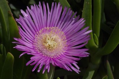 Close-up of purple flowers blooming