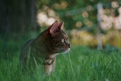 Cat looking away on field