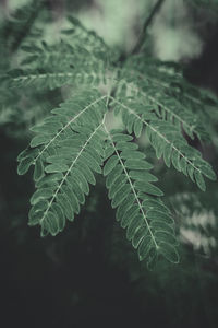 Close-up of fresh green leaves