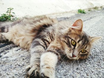 Close-up portrait of kitten