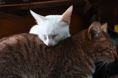 Close-up of cat sleeping at home