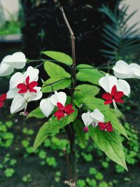 Close-up of white flowering plant