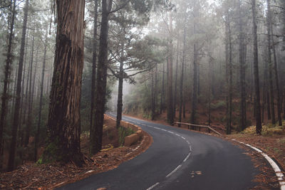 Road amidst trees in forest