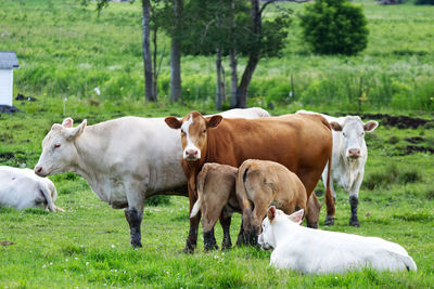 Cows on field