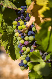 Vineyards during summer in provence in france