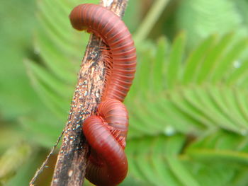 Close-up of insect on leaf