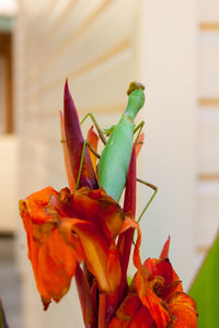 Close-up of insect on flower